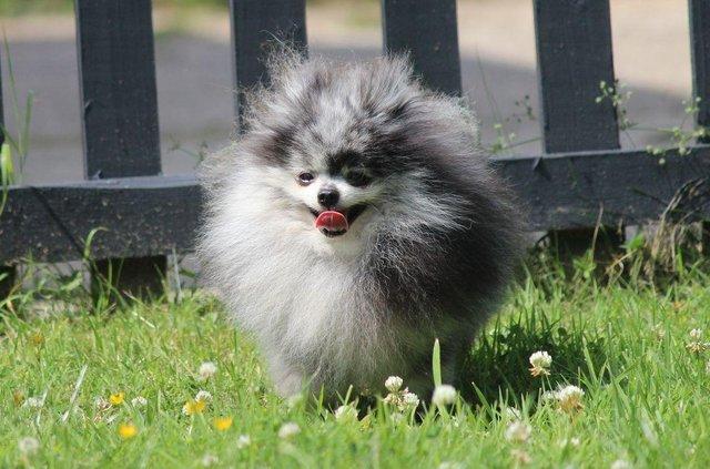 Preview of the first image of AT STUD POMERANIAN BLUE MERLE STUD DOG.