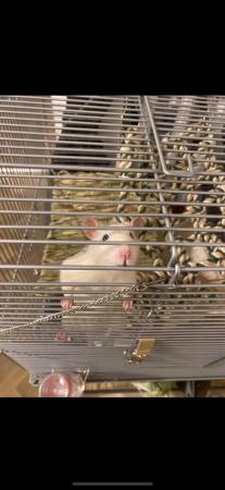Image 3 of 2 male rats for rehoming