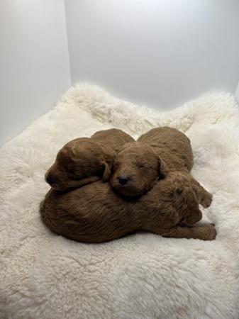 Image 5 of Cavapoo puppies stunning fox red babies available 5 april