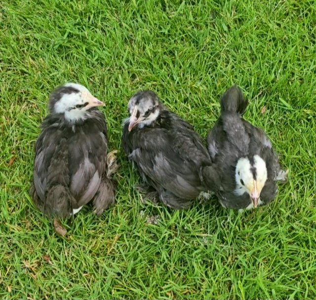 Preview of the first image of Chocolate pekin chicks, female x 3.