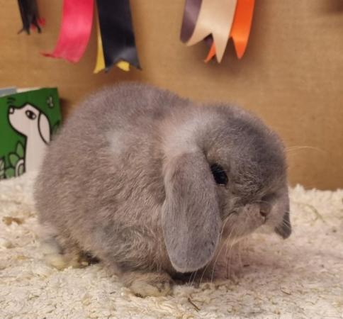 Image 4 of Gorgeous mini lop and dwarf lops