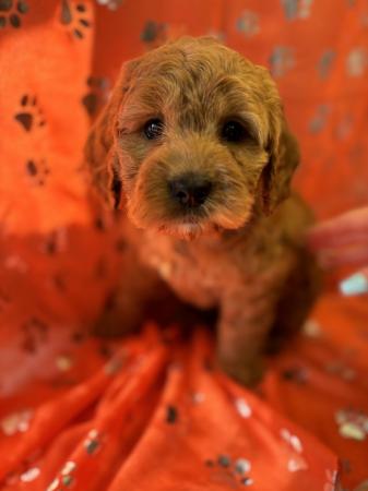 Image 5 of Stunning microchipped Ruby Red Cockapoo Girl
