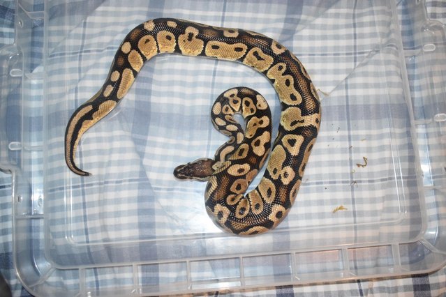 Image 1 of 4 year old male Pastel Ball Python