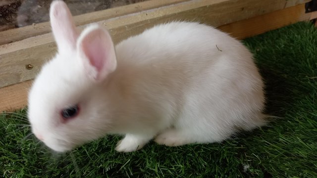 Preview of the first image of Cute Blue Eyed white Netherland Dwarf bunnies.