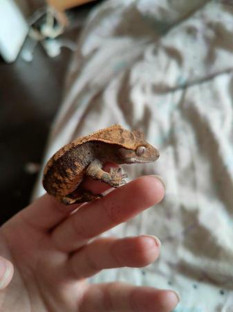 Image 1 of baby crested Geckos for sale..