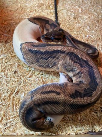 Image 5 of Female Pied Royal Python cb 23