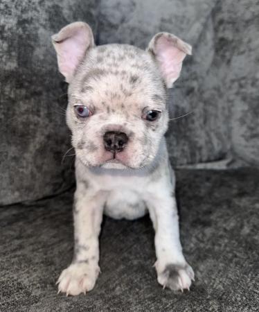 Image 5 of french bulldog puppies READY NOW
