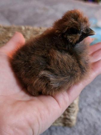 Image 3 of SHOWGIRL/SILKIE fertile hatching eggs