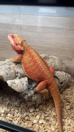 Image 5 of Red 2 year old male bearded dragon and set up
