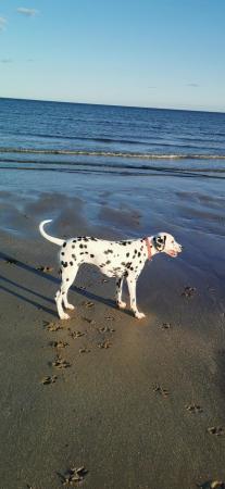 Image 2 of 3 year old female dalmatian for sale