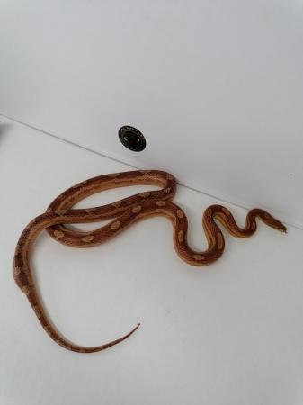 Image 3 of Corn snakes adult female proven breeders
