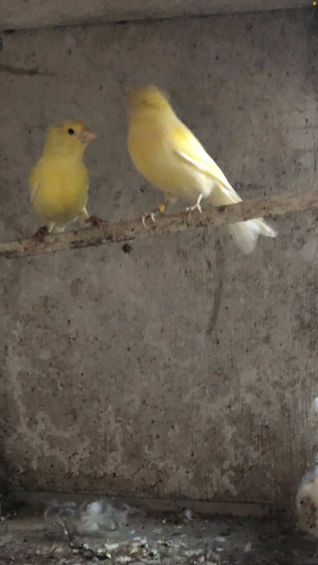 Preview of the first image of Two yellow canaries for sale.