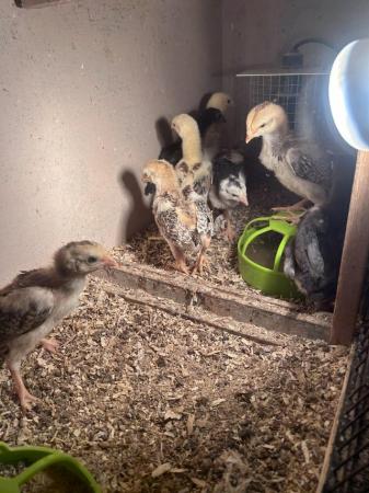 Image 12 of Aseel chicks for sale very  healthy