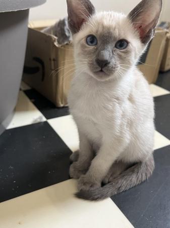 Image 11 of Adorable 100% pure Siamese kittens available