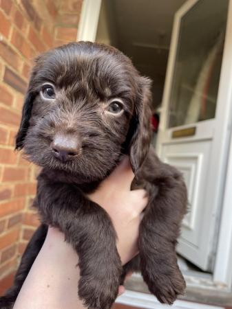 Image 5 of 4 Labradoodle babies looking for forever home