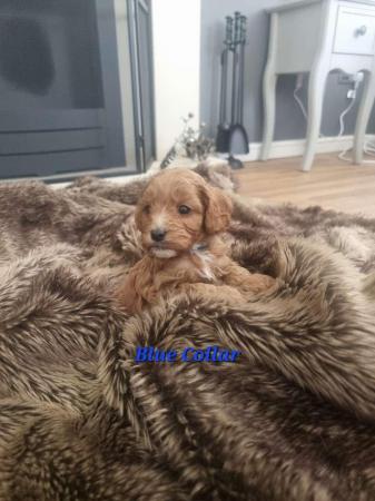 Image 9 of Stunning F2b Toy Cockapoo Puppies - Ready Now