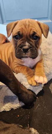 Image 1 of Beautiful boxer mix french bulldog dog (Froxer) puppies.