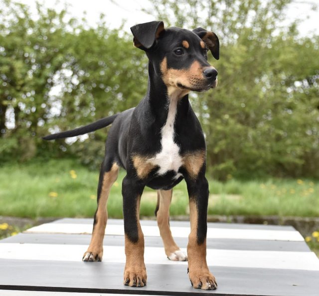 Preview of the first image of Fully vaccinated unique dobermann puppies.