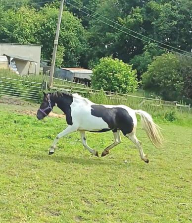 Image 5 of Beautiful coloured mare lots of potential