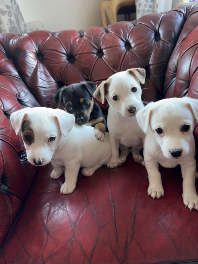 Preview of the first image of Pure Jack Russell puppies, mixed litter, ready 30/5.