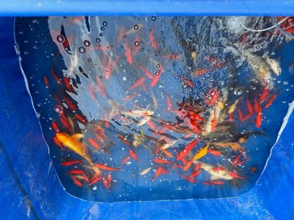 Image 5 of Over 200 Gold fish and koi
