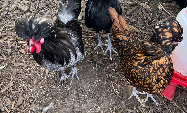 Preview of the first image of Polish bantams cockerel & 4 hens laying.