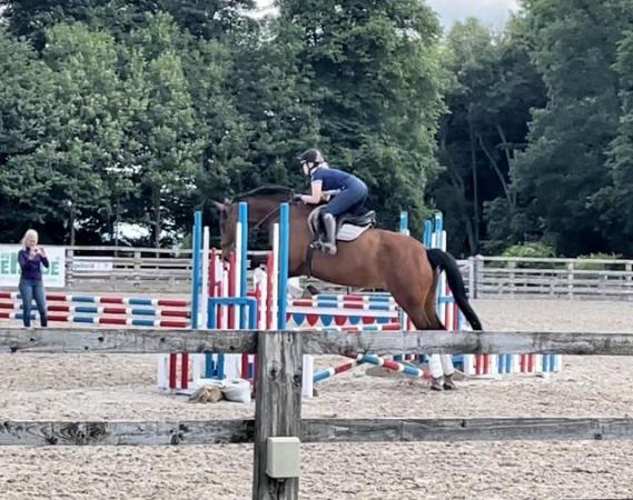Image 1 of 17.3hh Hunter/eventer/all rounder