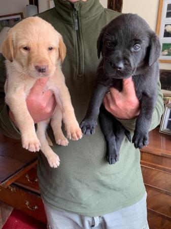 Image 6 of LABRADOR KC REGISTERED PUPPIES