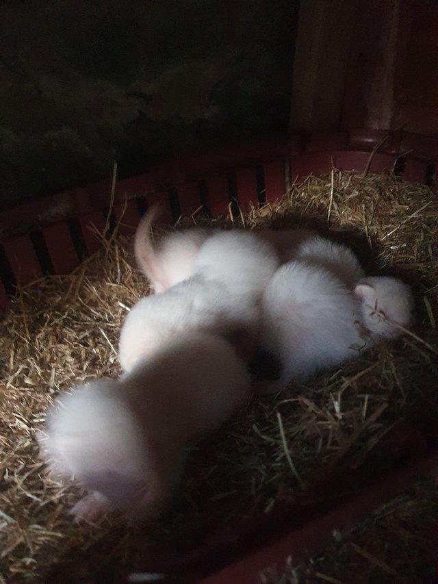 Preview of the first image of 8 week old ferret kits hobs/gills.