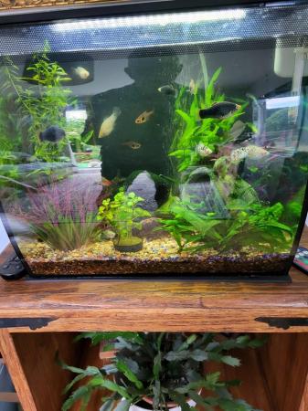 Image 3 of Fluval 57lt fish tank with heater,pump,fish and accessories.