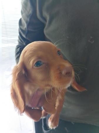 Image 13 of Working cocker spaniel puppies