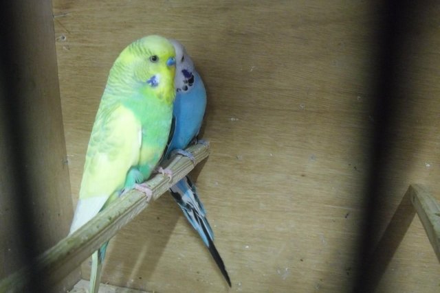 Image 2 of Two Adult Male Budgies Lovely Birds