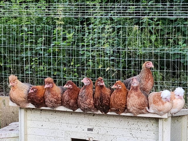 Preview of the first image of Cross Bred Bantam Pullets.