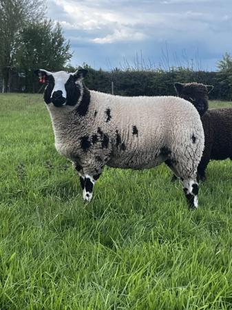 Image 2 of Pedigree Dutch Spotted ewe lambs