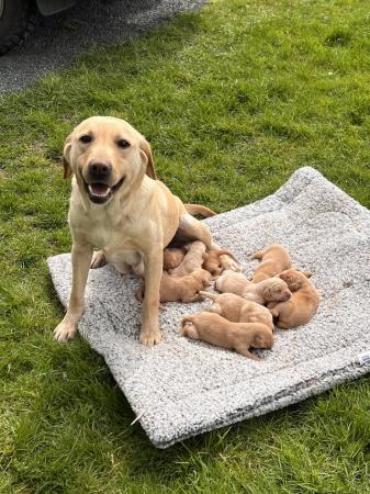 Image 2 of 3 weeks old Labrador puppies.