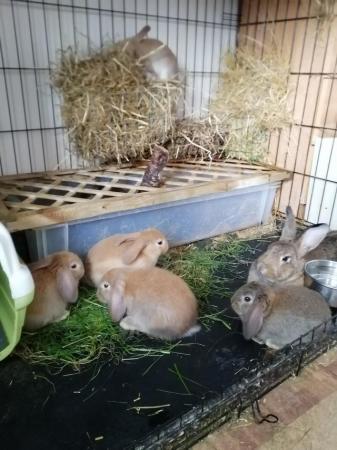 Image 7 of CUTE REX RABBITS ARE LOOKING FOR A LOVELY HOME