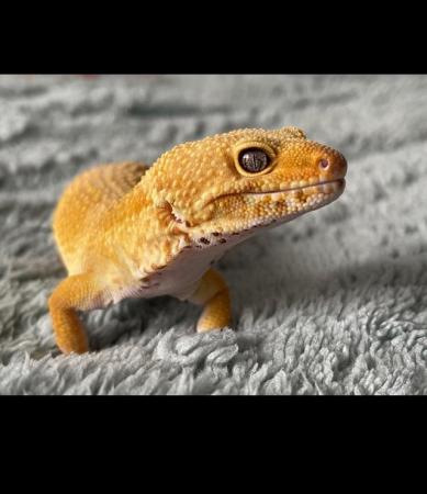 Image 1 of Male leopard gecko for sale