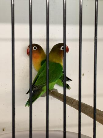 Image 3 of Pair Lovebirds Fischer with cage