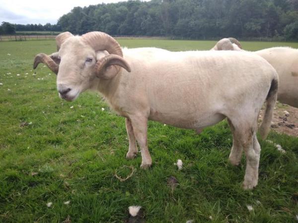 Image 3 of Wiltshire Horn Rams available