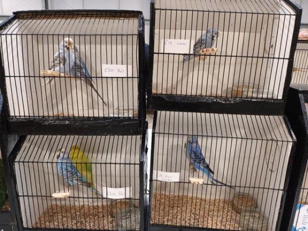 Image 4 of Pair of budgies for sale young birds