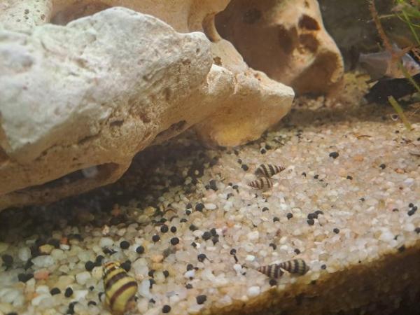 Image 2 of Assassin Snails free to a good home