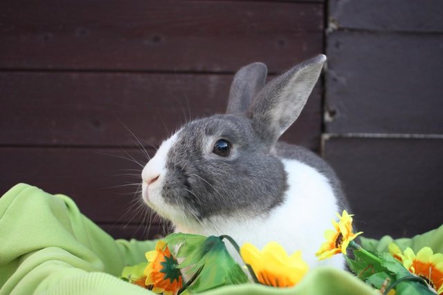 Image 5 of 2 male rabbits looking for forever home!