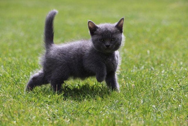 Image 7 of British Blue Kittens for sale