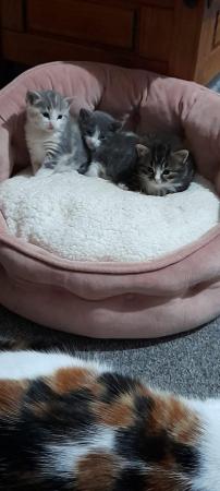 Image 2 of Grey and white kitten available