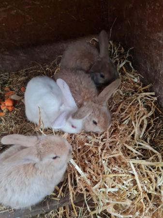 Image 2 of 8 week old french lop Rabbits.