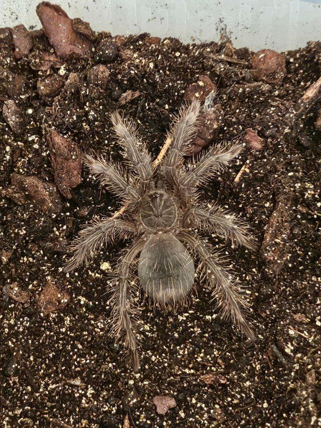 Preview of the first image of Tarantula t.blondi  grow on sling.