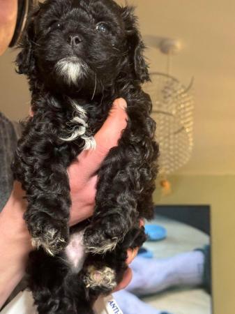 Image 8 of Shihpoo puppy 1 boy left, loving home wanted now sold
