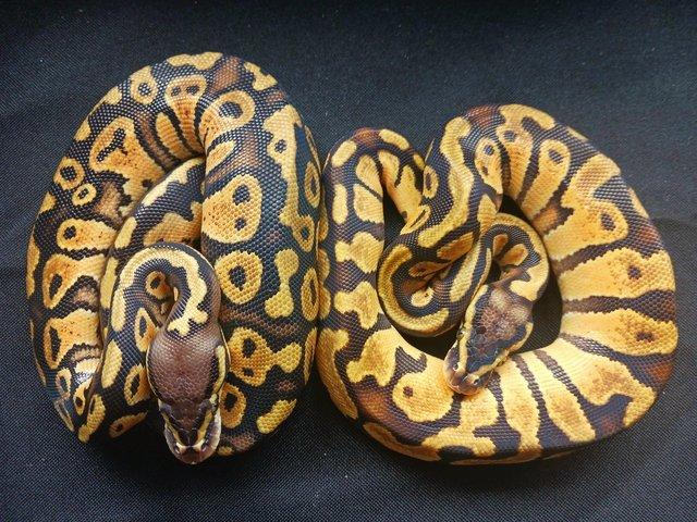 Preview of the first image of Cb2023 royal pythons multi gene morphs.