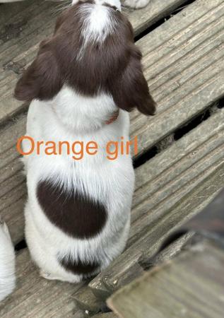 Image 8 of Beautiful marked kc springer pups