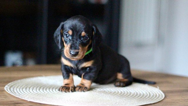 Image 17 of Ready Strong and Healthy Dachshunds